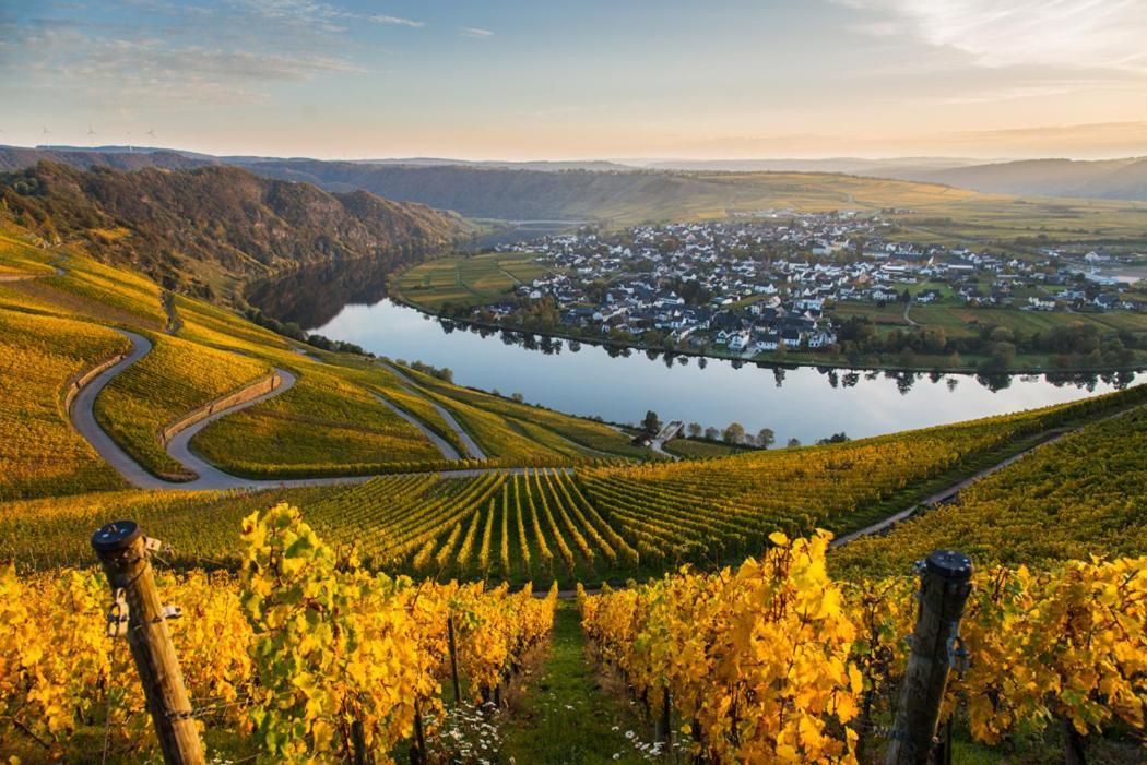 Hotel- Weingut- Moselloreley Piesport Eksteriør bilde
